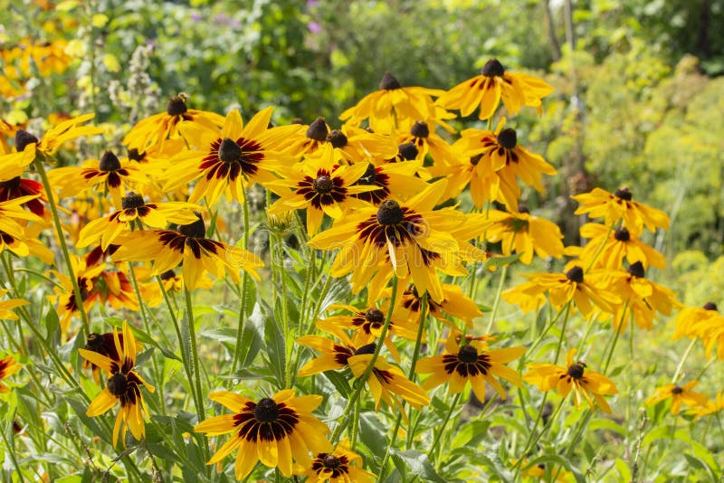 Rudbeckia hirta two-tone flowers yellow brown black black-eyed Susan. Beautiful garden flowers yellow high aster royalty free stock photo Rudbeckia hirta two-tone flowers yellow brown black black-eyed Susan. Beautiful garden flowers yellow high aster royalty free stock photo