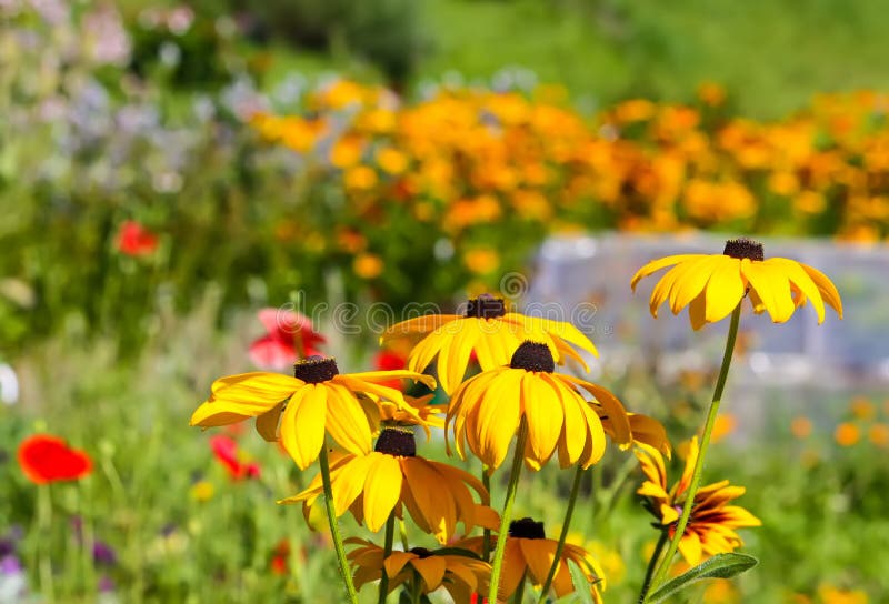 Rudbeckia hirta yellow flowers in a summer garden. Black-eyed Susan plants in flowering season. Rudbeckia hirta yellow flowers in a summer garden. Black-eyed Susan plants in flowering season