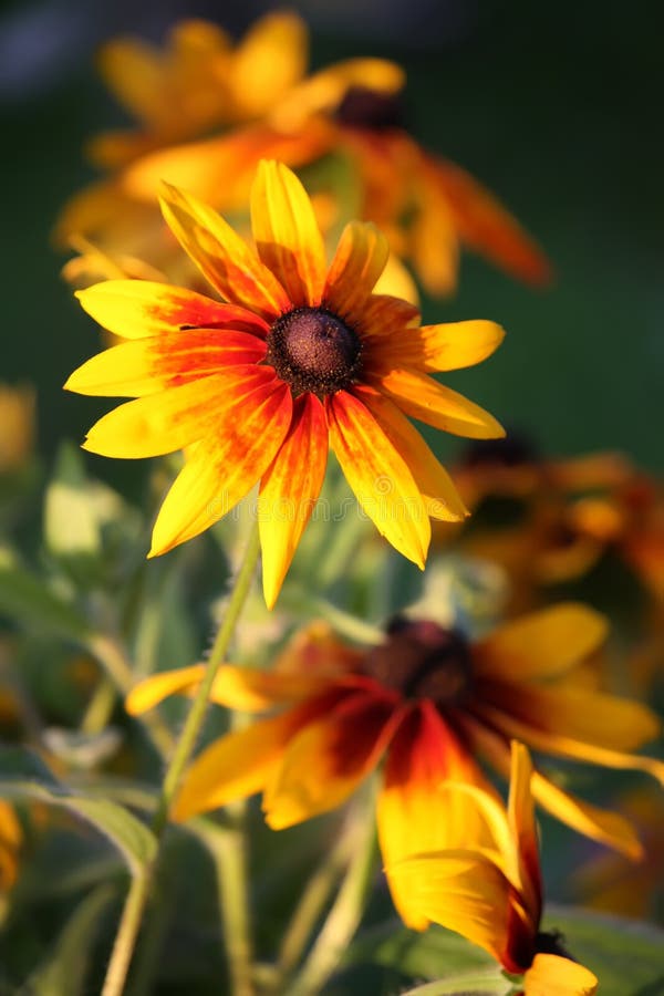 Rudbeckia hirta yellow flowers in a summer garden. Black-eyed Susan plants in flowering season. Rudbeckia hirta yellow flowers in a summer garden. Black-eyed Susan plants in flowering season