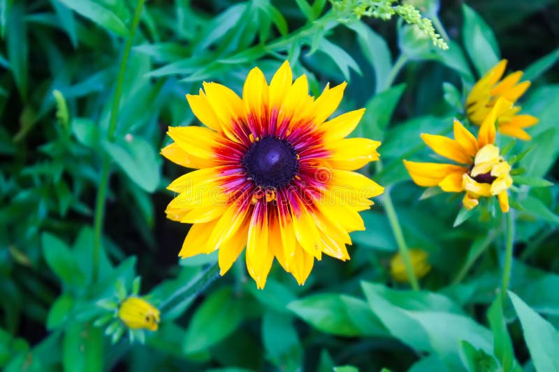 Rudbeckia hirta yellow flowers in a summer garden. Black-eyed Susan plants in flowering season. Rudbeckia hirta yellow flowers in a summer garden. Black-eyed Susan plants in flowering season