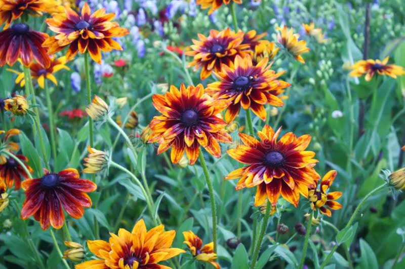 Rudbeckia hirta yellow flowers in a summer garden. Black-eyed Susan plants in flowering season. Rudbeckia hirta yellow flowers in a summer garden. Black-eyed Susan plants in flowering season