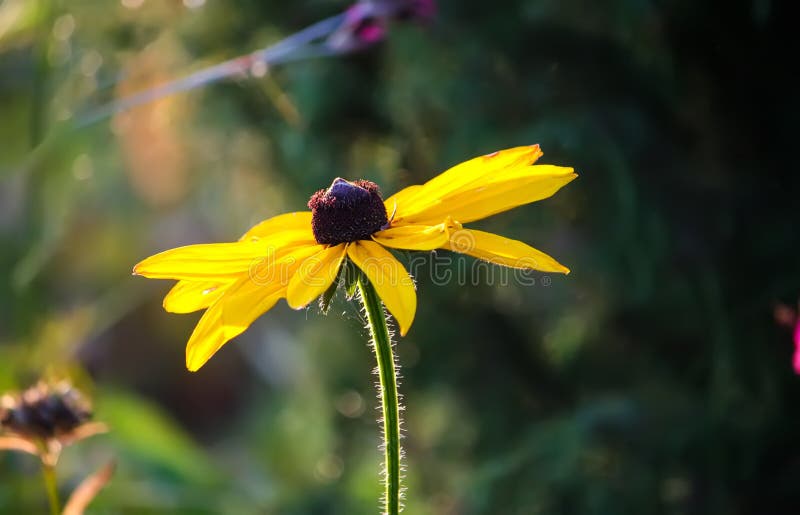 Rudbeckia hirta yellow flowers in a summer garden. Black-eyed Susan plants in flowering season. Rudbeckia hirta yellow flowers in a summer garden. Black-eyed Susan plants in flowering season