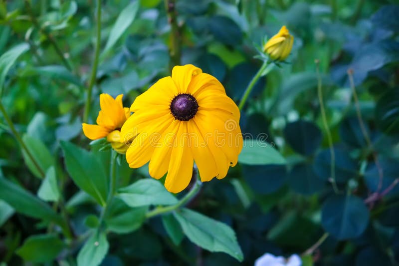 Rudbeckia hirta yellow flowers in a summer garden. Black-eyed Susan plants in flowering season. Rudbeckia hirta yellow flowers in a summer garden. Black-eyed Susan plants in flowering season