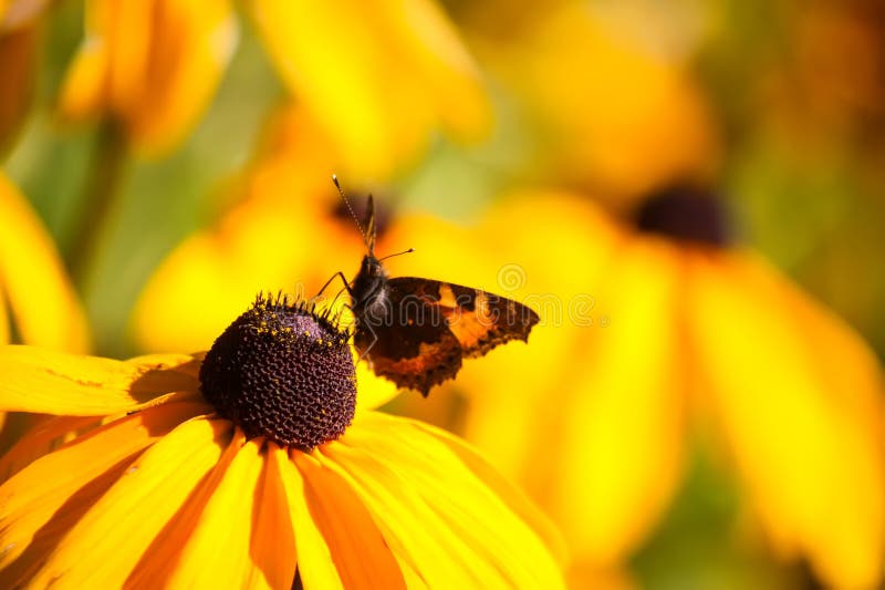 Rudbeckia hirta yellow flowers in a summer garden. Black-eyed Susan plants in flowering season. Rudbeckia hirta yellow flowers in a summer garden. Black-eyed Susan plants in flowering season