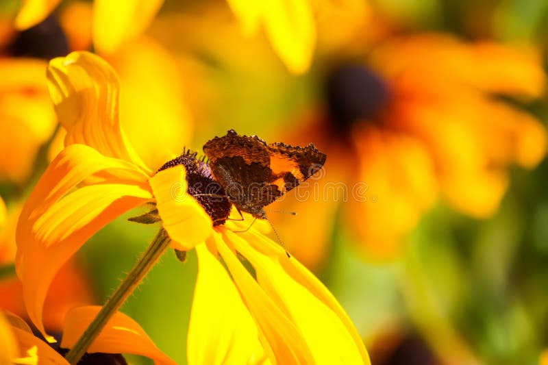 Rudbeckia hirta yellow flowers in a summer garden. Black-eyed Susan plants in flowering season. Rudbeckia hirta yellow flowers in a summer garden. Black-eyed Susan plants in flowering season