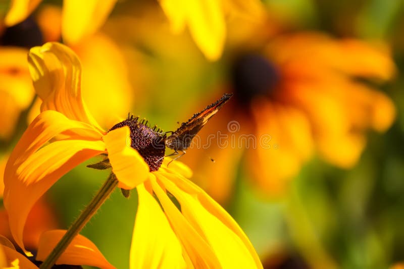 Rudbeckia hirta yellow flowers in a summer garden. Black-eyed Susan plants in flowering season. Rudbeckia hirta yellow flowers in a summer garden. Black-eyed Susan plants in flowering season