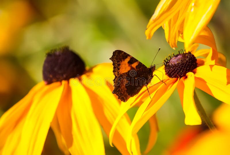 Rudbeckia hirta yellow flowers in a summer garden. Black-eyed Susan plants in flowering season. Rudbeckia hirta yellow flowers in a summer garden. Black-eyed Susan plants in flowering season