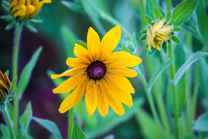 Rudbeckia hirta yellow flowers in a summer garden. Black-eyed Susan plants in flowering season. Rudbeckia hirta yellow flowers in a summer garden. Black-eyed Susan plants in flowering season