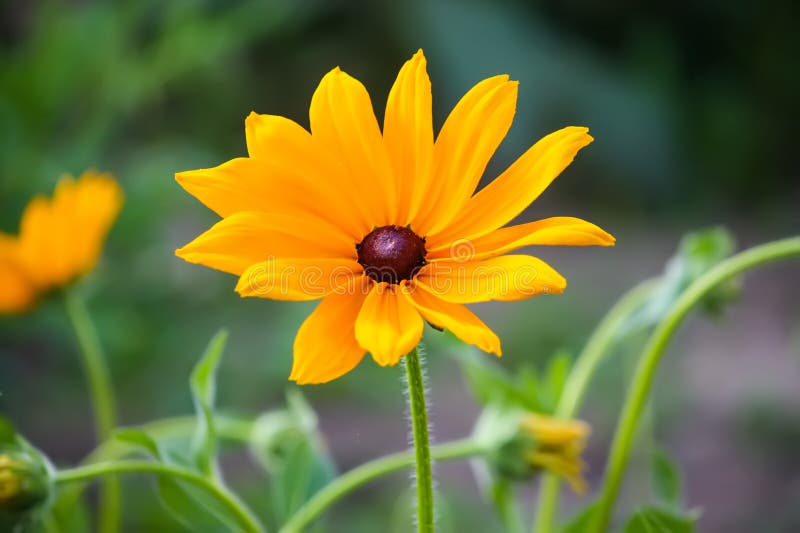 Rudbeckia hirta yellow flowers in a summer garden. Black-eyed Susan plants in flowering season. Rudbeckia hirta yellow flowers in a summer garden. Black-eyed Susan plants in flowering season