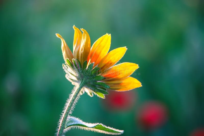 Rudbeckia hirta yellow flowers in a summer garden. Black-eyed Susan plants in flowering season. Rudbeckia hirta yellow flowers in a summer garden. Black-eyed Susan plants in flowering season