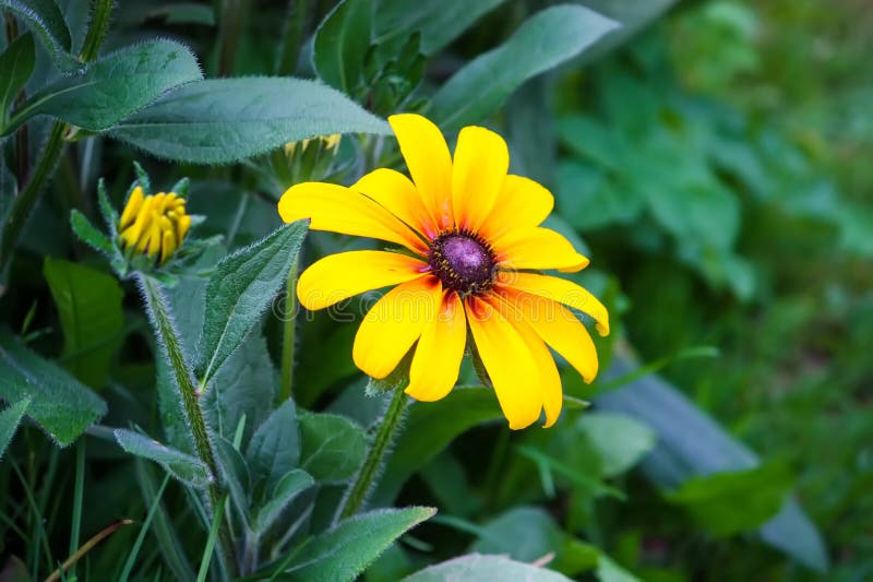 Rudbeckia hirta yellow flowers in a summer garden. Black-eyed Susan plants in flowering season. Rudbeckia hirta yellow flowers in a summer garden. Black-eyed Susan plants in flowering season