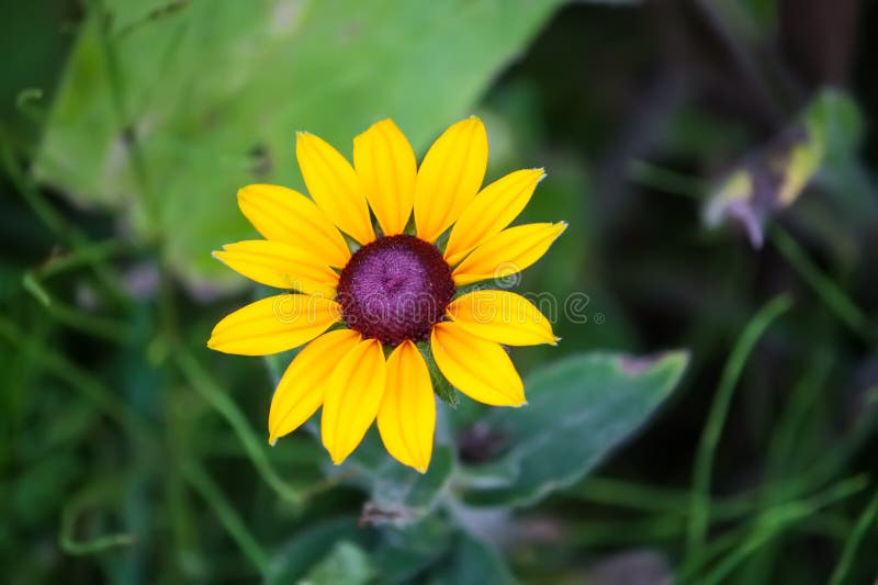 Rudbeckia hirta yellow flowers in a summer garden. Black-eyed Susan plants in flowering season. Rudbeckia hirta yellow flowers in a summer garden. Black-eyed Susan plants in flowering season