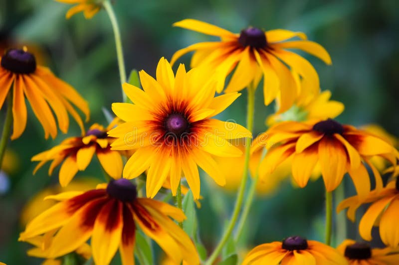 Rudbeckia hirta yellow flowers in a summer garden. Black-eyed Susan plants in flowering season. Rudbeckia hirta yellow flowers in a summer garden. Black-eyed Susan plants in flowering season