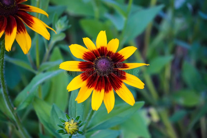 Rudbeckia hirta yellow flowers in a summer garden. Black-eyed Susan plants in flowering season. Rudbeckia hirta yellow flowers in a summer garden. Black-eyed Susan plants in flowering season