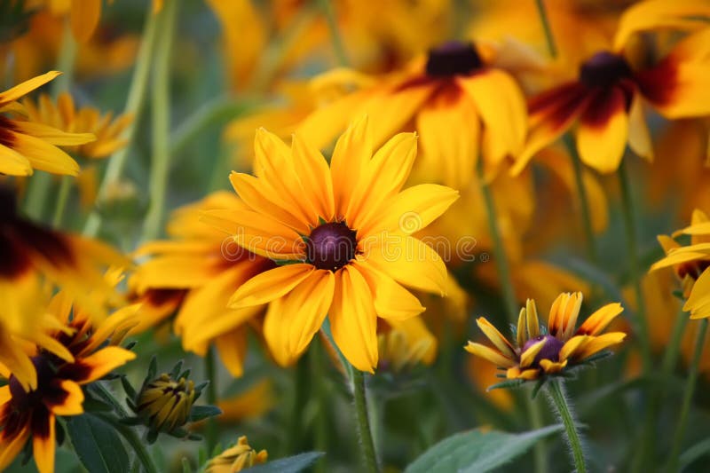 Rudbeckia hirta yellow flowers in a summer garden. Black-eyed Susan plants in flowering season. Rudbeckia hirta yellow flowers in a summer garden. Black-eyed Susan plants in flowering season