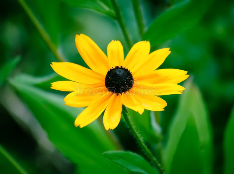 Rudbeckia hirta yellow flowers in a summer garden. Black-eyed Susan plants in flowering season. Rudbeckia hirta yellow flowers in a summer garden. Black-eyed Susan plants in flowering season