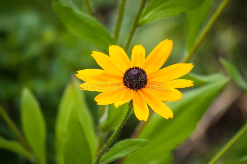 Rudbeckia hirta yellow flowers in a summer garden. Black-eyed Susan plants in flowering season. Rudbeckia hirta yellow flowers in a summer garden. Black-eyed Susan plants in flowering season