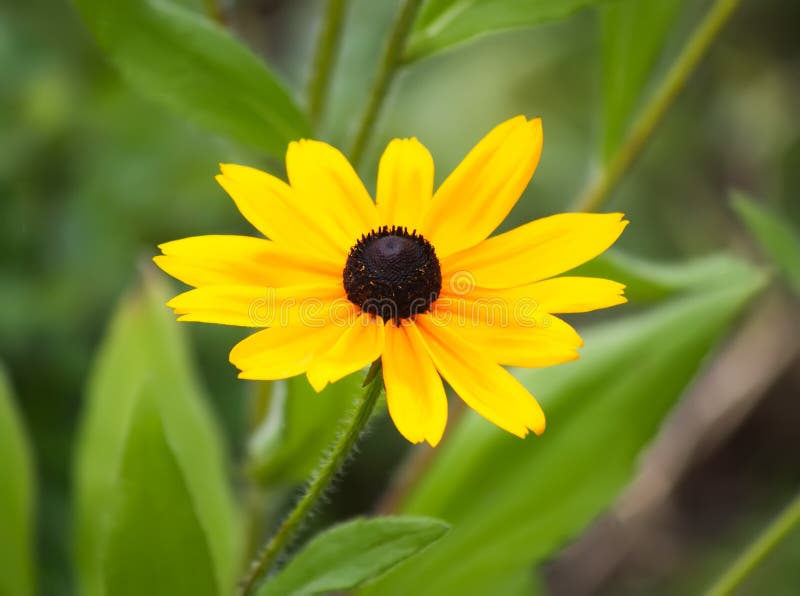 Rudbeckia hirta yellow flowers in a summer garden. Black-eyed Susan plants in flowering season. Rudbeckia hirta yellow flowers in a summer garden. Black-eyed Susan plants in flowering season