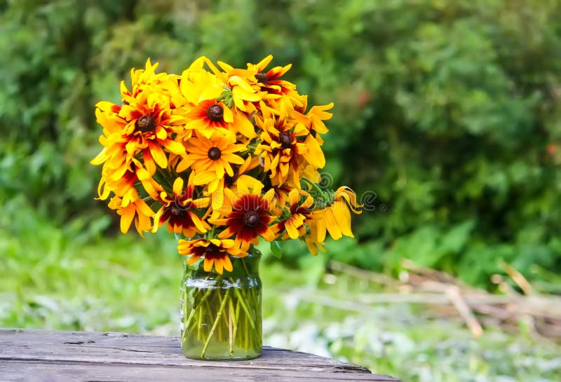 Rudbeckia hirta yellow flowers in a summer garden. Black-eyed Susan plants in flowering season. Rudbeckia hirta yellow flowers in a summer garden. Black-eyed Susan plants in flowering season