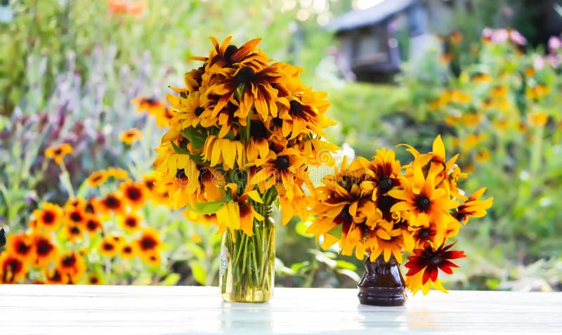 Rudbeckia hirta yellow flowers in a summer garden. Black-eyed Susan plants in flowering season. Rudbeckia hirta yellow flowers in a summer garden. Black-eyed Susan plants in flowering season