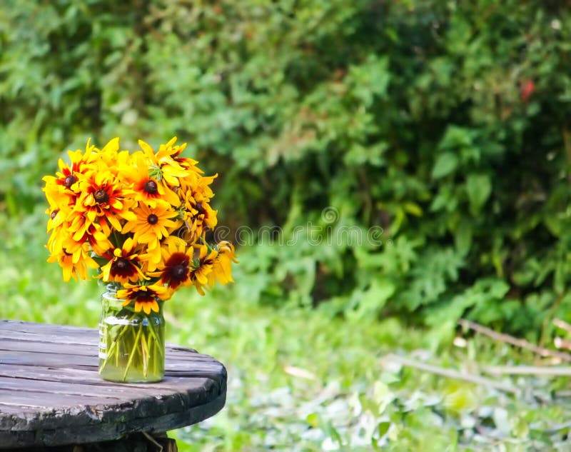 Rudbeckia hirta yellow flowers in a summer garden. Black-eyed Susan plants in flowering season. Rudbeckia hirta yellow flowers in a summer garden. Black-eyed Susan plants in flowering season