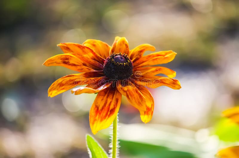 Rudbeckia hirta yellow flowers in a summer garden. Black-eyed Susan plants in flowering season. Rudbeckia hirta yellow flowers in a summer garden. Black-eyed Susan plants in flowering season