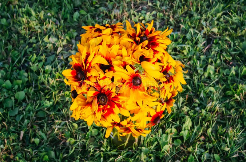 Rudbeckia hirta yellow flowers in a summer garden. Black-eyed Susan plants in flowering season. Rudbeckia hirta yellow flowers in a summer garden. Black-eyed Susan plants in flowering season