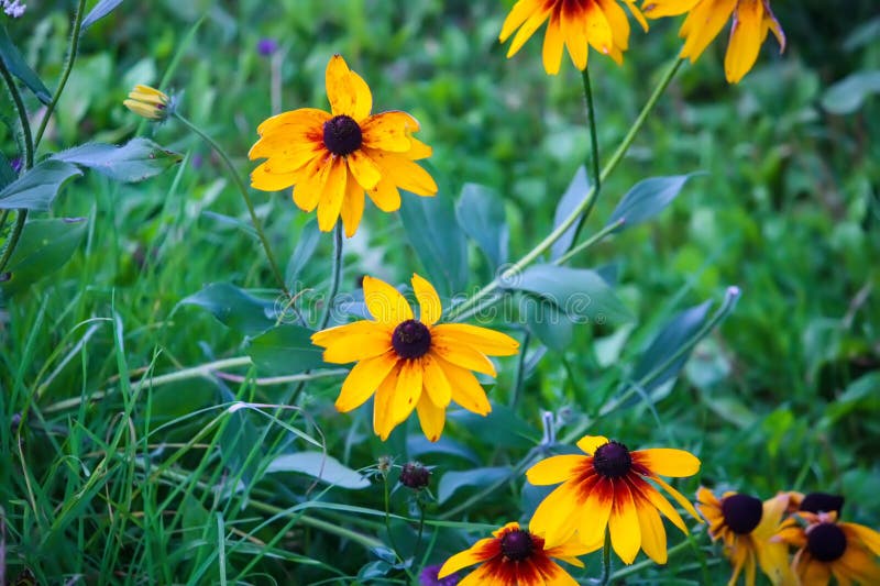 Rudbeckia hirta yellow flowers in a summer garden. Black-eyed Susan plants in flowering season. Rudbeckia hirta yellow flowers in a summer garden. Black-eyed Susan plants in flowering season