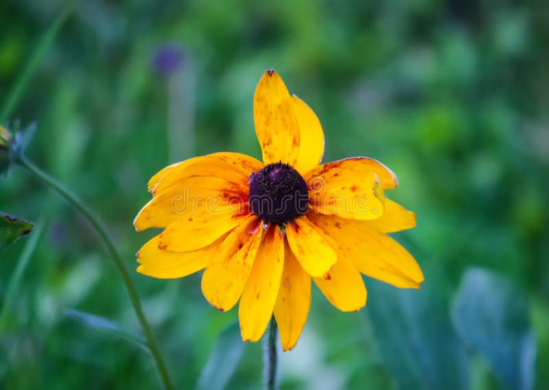 Rudbeckia hirta yellow flowers in a summer garden. Black-eyed Susan plants in flowering season. Rudbeckia hirta yellow flowers in a summer garden. Black-eyed Susan plants in flowering season