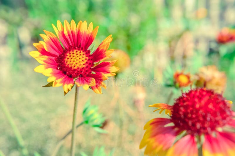 Rudbeckia Hirta ‘capuchino ‘aka flor amarilla, anaranjada y roja de Susan Negro-observada foto de archivo libre de regalías Rudbeckia Hirta ‘capuchino ‘aka flor amarilla, anaranjada y roja de Susan Negro-observada foto de archivo libre de regalías