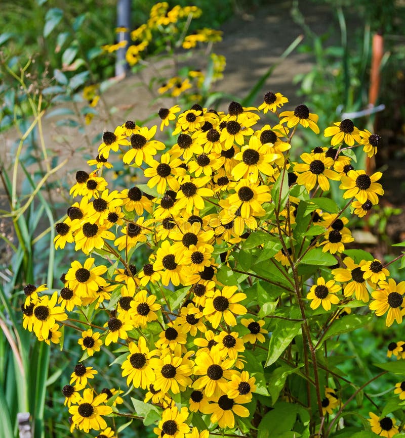 Rudbeckia triloba Gelbblumen (browneyed Susan, Braunäugige Susanne, dünn-leaved coneflower, drei-leaved coneflower) lizenzfreie stockfotografie Rudbeckia triloba Gelbblumen (browneyed Susan, Braunäugige Susanne, dünn-leaved coneflower, drei-leaved coneflower) lizenzfreie stockfotografie
