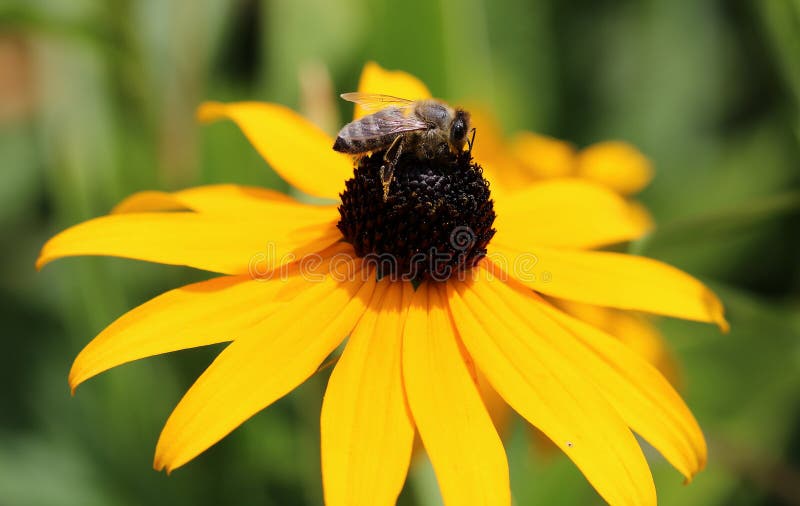 Rudbeckiahirta, gulingblommor och bina, makronaturfotografi, stor tusensköna royaltyfria bilder Rudbeckiahirta, gulingblommor och bina, makronaturfotografi, stor tusensköna royaltyfria bilder