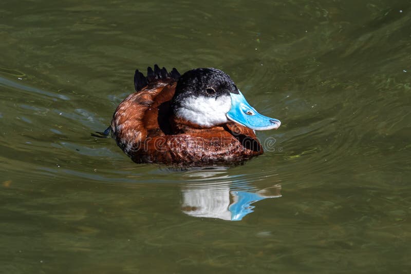Ruddy Duck, Oxyura jamaicensis, swimming on water surface