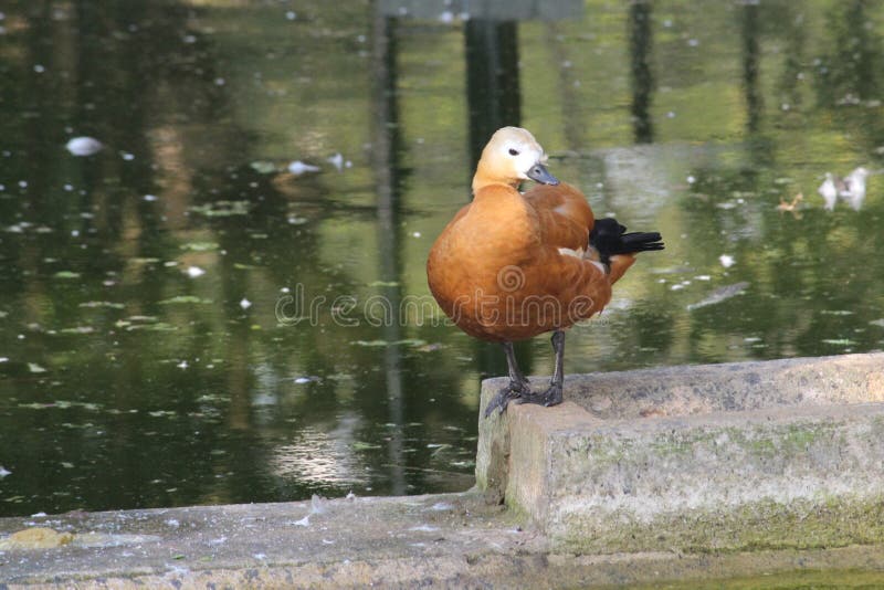 Ruddy shelduck avian upon a concrete barrier in a pond of a zoo. This cute little water bird has brown feathers with small eyes