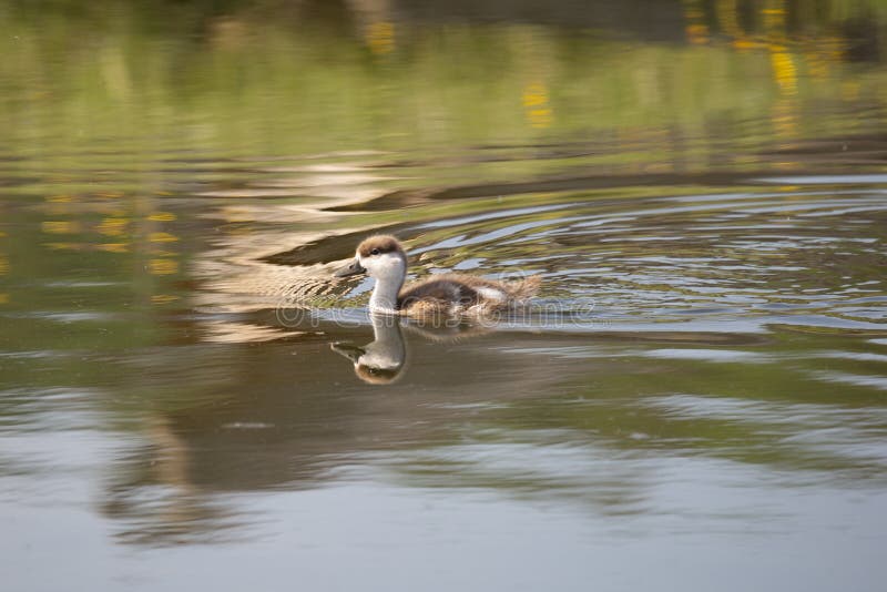 Ruddy shelduck chick swim on lake