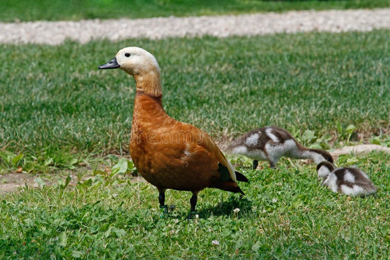 Ruddy Shelduck with chicks in the meadow