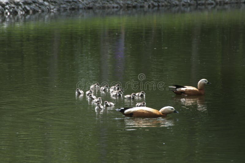 Ruddy shelduck with ducklings