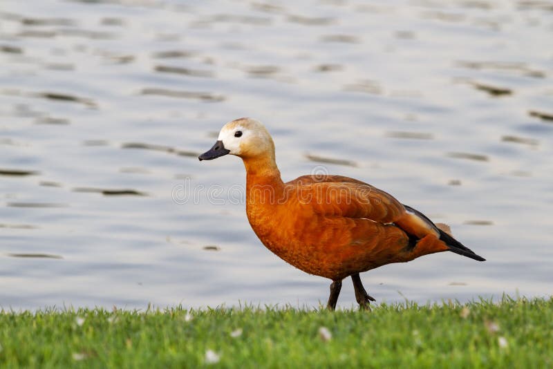 Ruddy shelduck at dusk stands on the lake