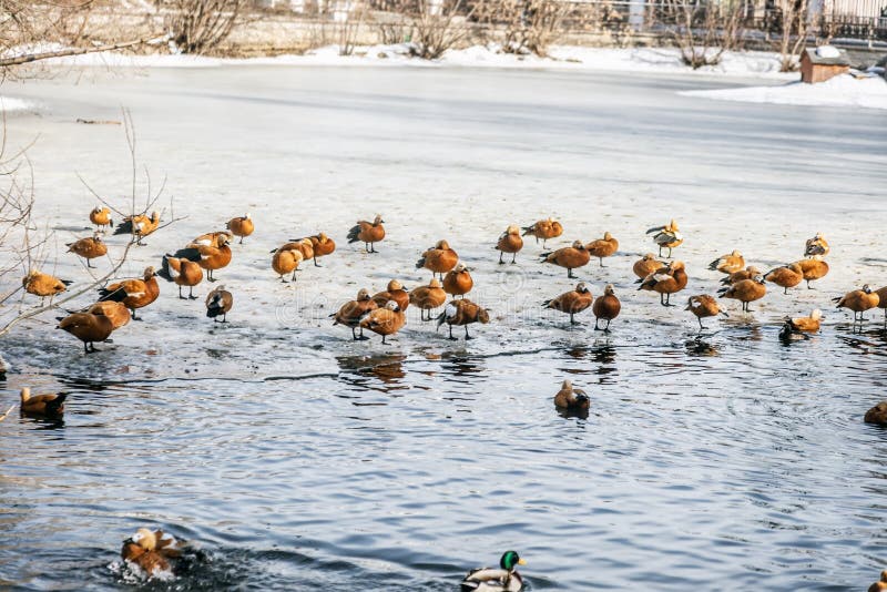 Ruddy shelduck, piebald and ducks swim in thawed areas