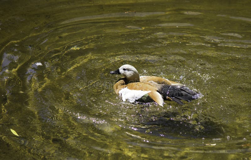 Ruddy Shelduck, a species of geese swim in water in summer