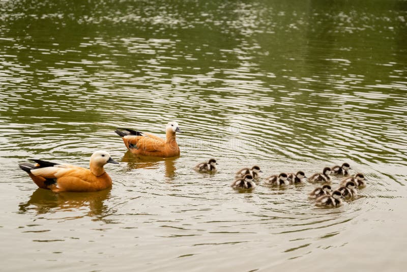 Ruddy shelduck with ducklings swim in pond, close up