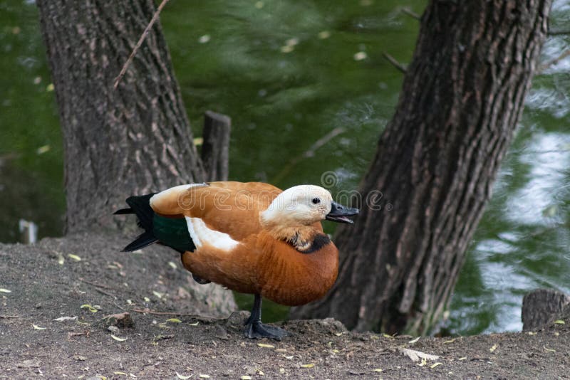 Ruddy Shelduck Tadorna ferruginea in the Moscow zoo is on the shore of the pond