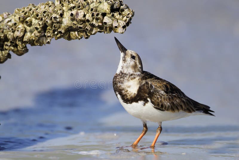 Ruddy Turnstone Foraging for Barnacles