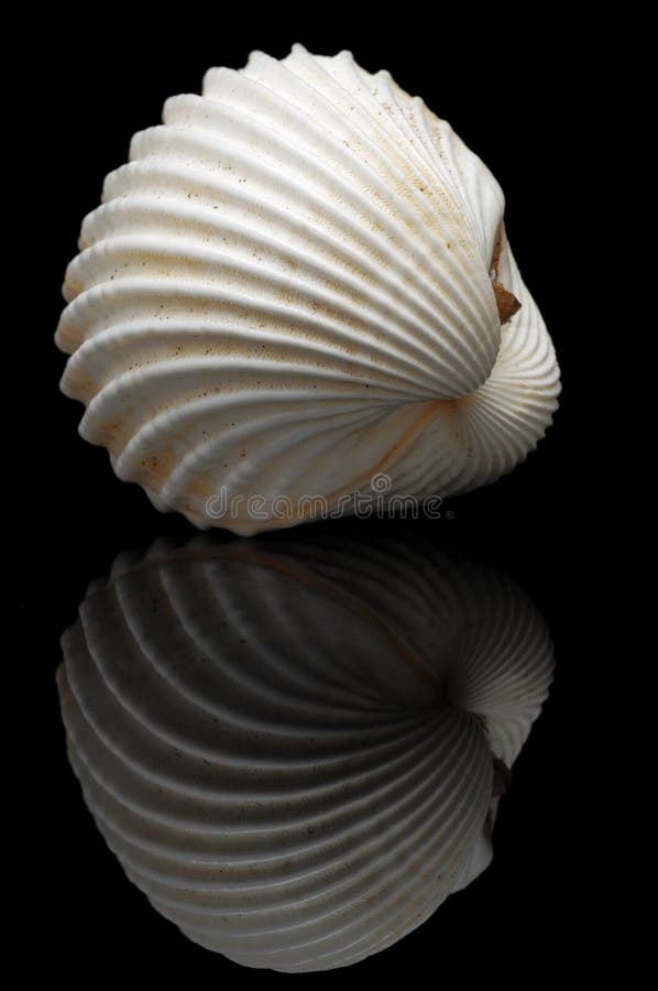 Cardiidae are a family of bivalve mollusks commonly known as cockles, especially the edible European species (Cerastoderma edule). Their shells are common in many beaches in the world. The valves are distinguished by their symmetry, armored and strong and sharp longitudinal ribs. Cockles live buried in areas near the coast. Bivalve shell stock images, royalty-free photos and pictures