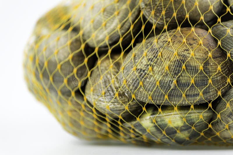 Ruditapes philippinarum, an edible species of saltwater clam, its a marine bivalve mollusk in the family Veneridae, the Venus clams. Harvest in South Portugal Atlantic cost. Bivalve shell stock images, royalty-free photos and pictures