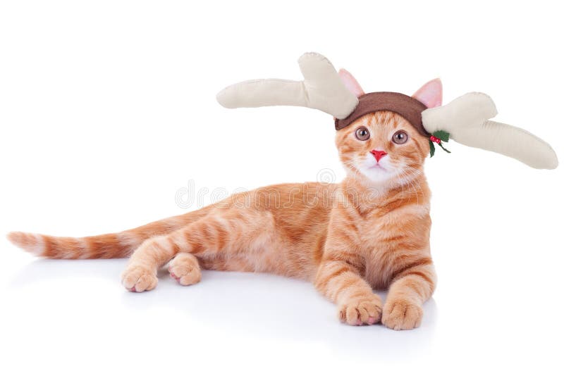 Rudolph Reindeer Cat