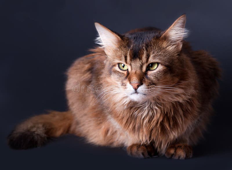 Somali Cat Stock Illustrations, Cliparts and Royalty Free Somali