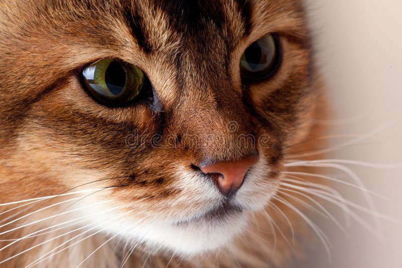 Rudy-somalisches Katzeportrait lizenzfreie stockfotografie