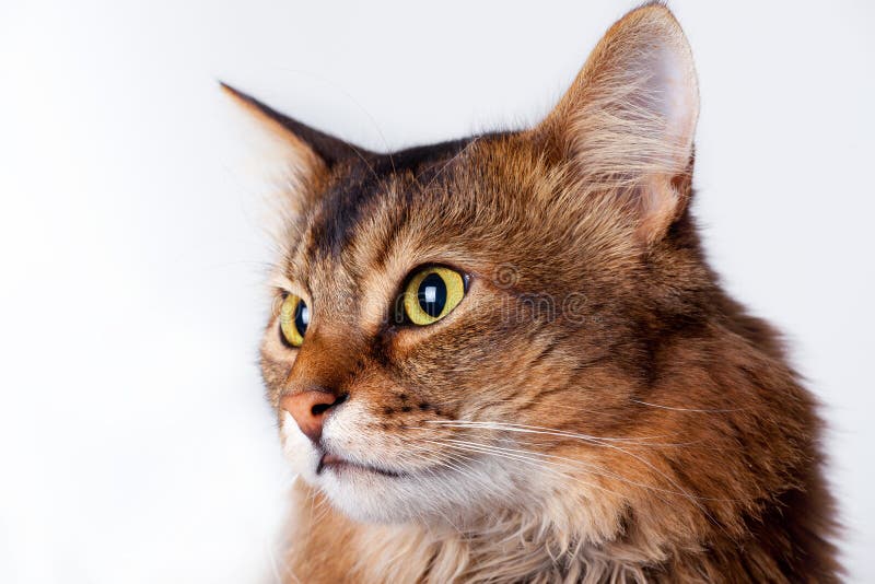 Rudy-somalisches Katzeportrait stockfotografie