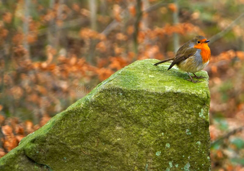 Rudzika redbreast umieszczający na wielkiej skale zdjęcia royalty free Rudzika redbreast umieszczający na wielkiej skale zdjęcia royalty free
